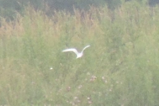 tern sp. - ML637782105