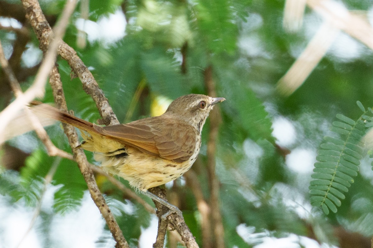 Spotted Morning-Thrush - ML637782139