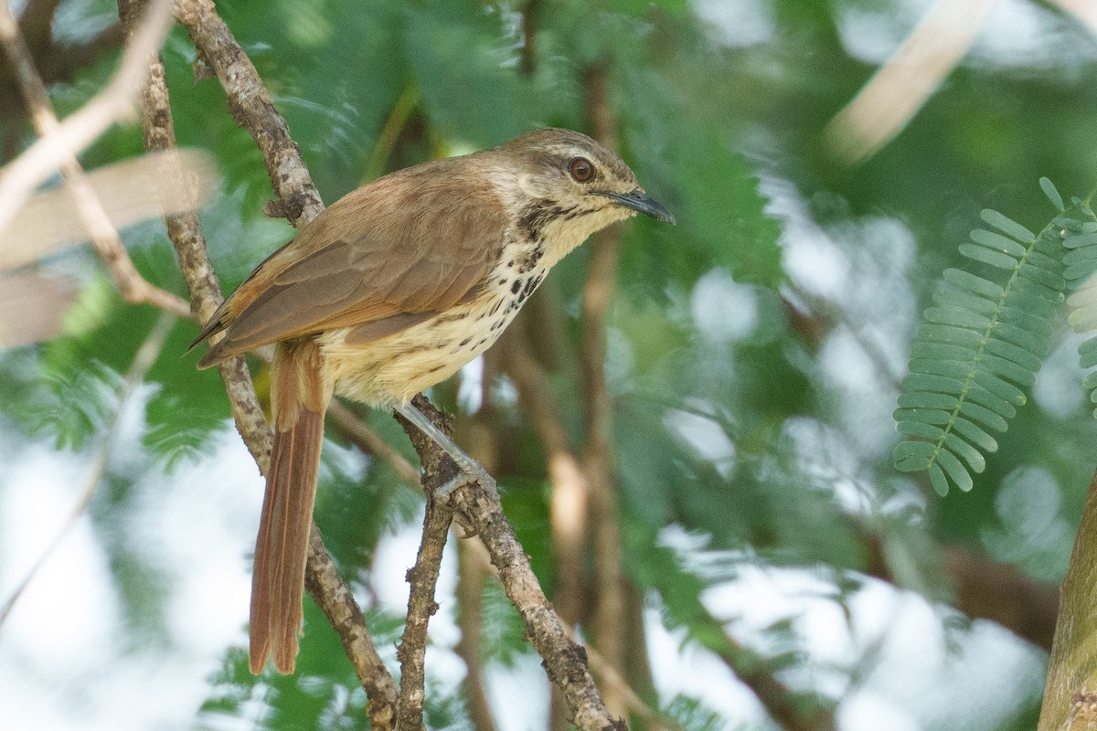 Spotted Morning-Thrush - ML637782140