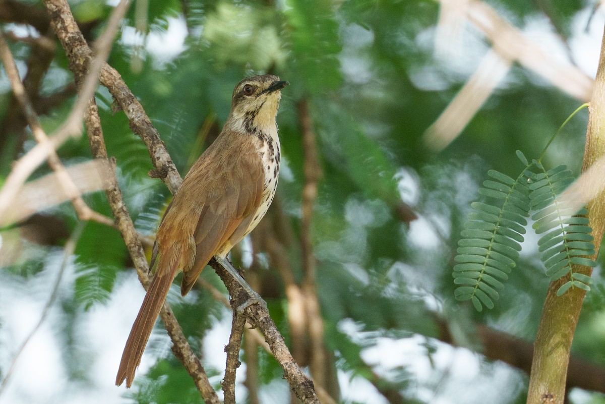 Spotted Morning-Thrush - ML637782141