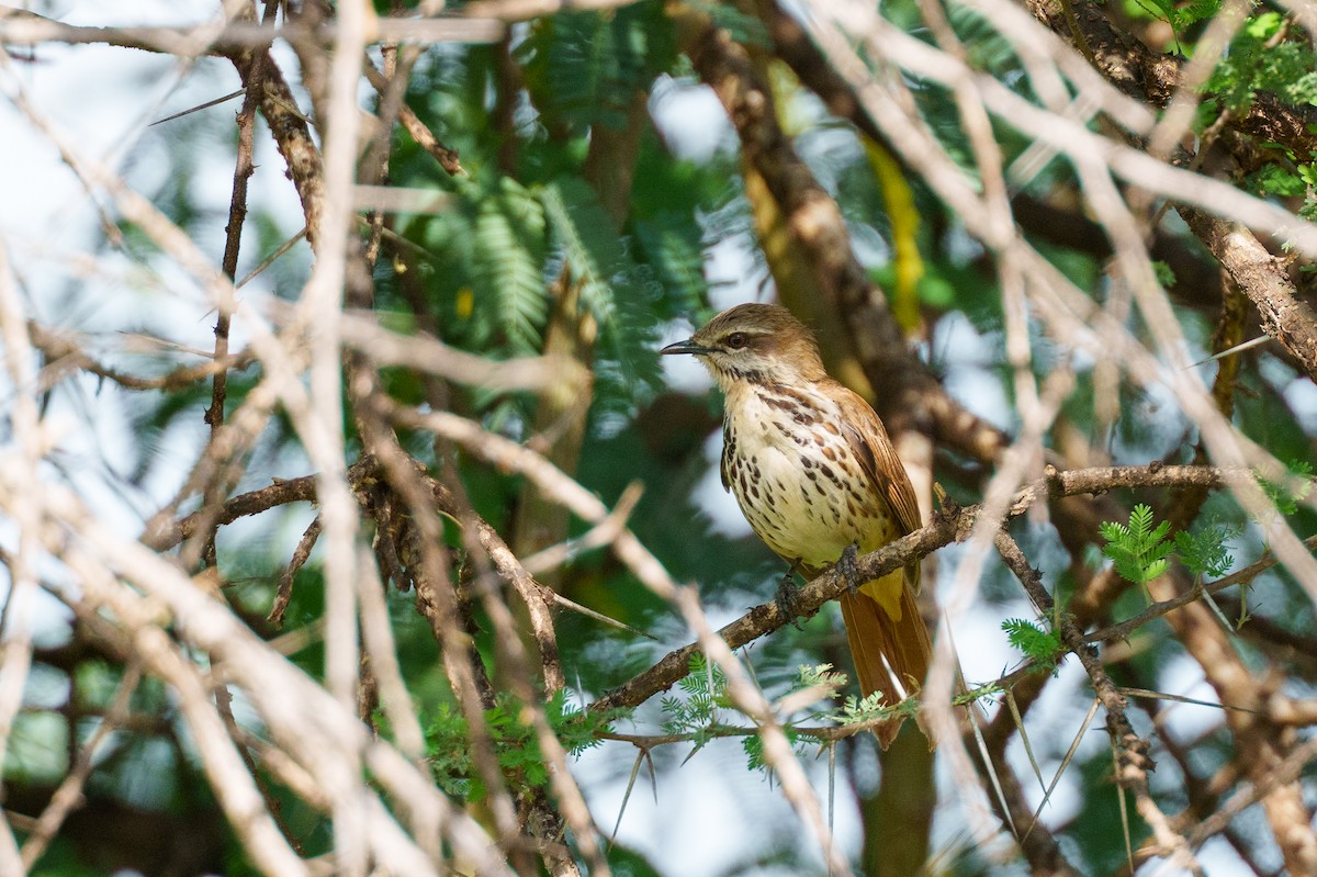 Spotted Morning-Thrush - ML637782142