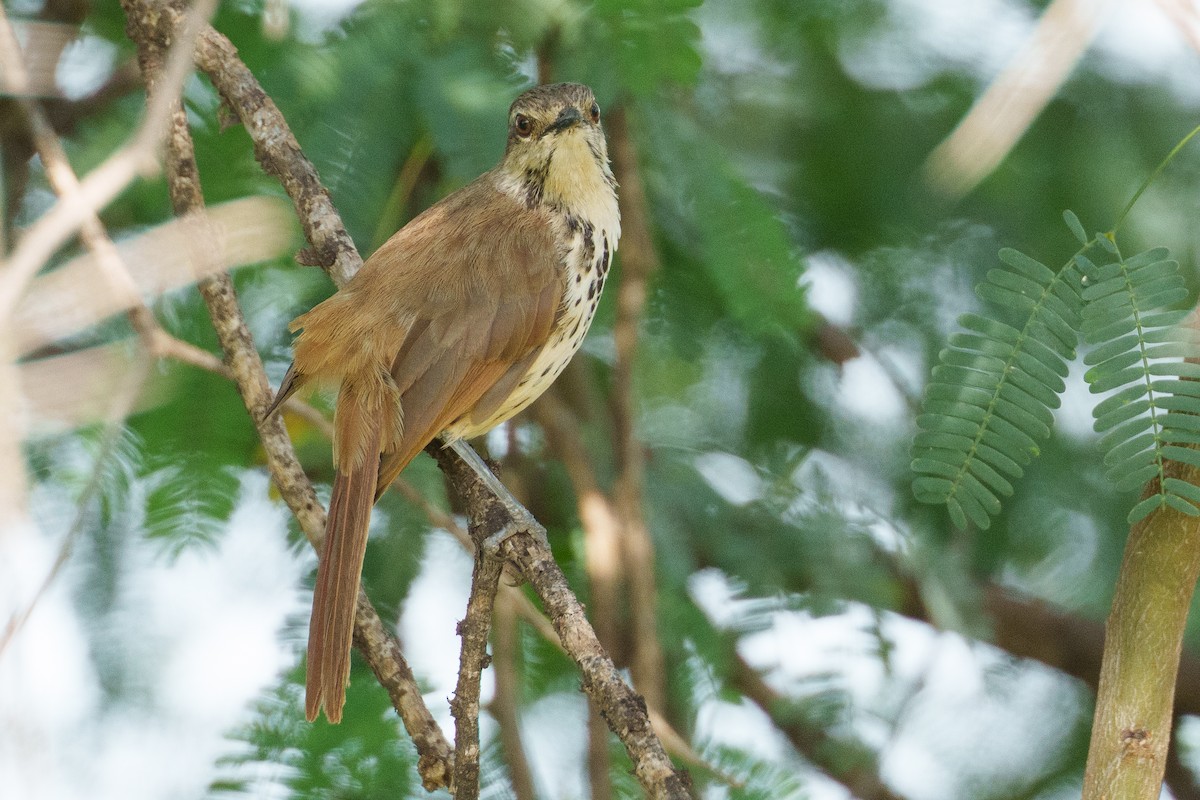 Spotted Morning-Thrush - ML637782143