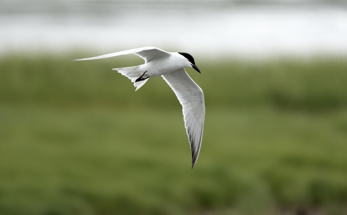 Gull-billed Tern - ML637782202