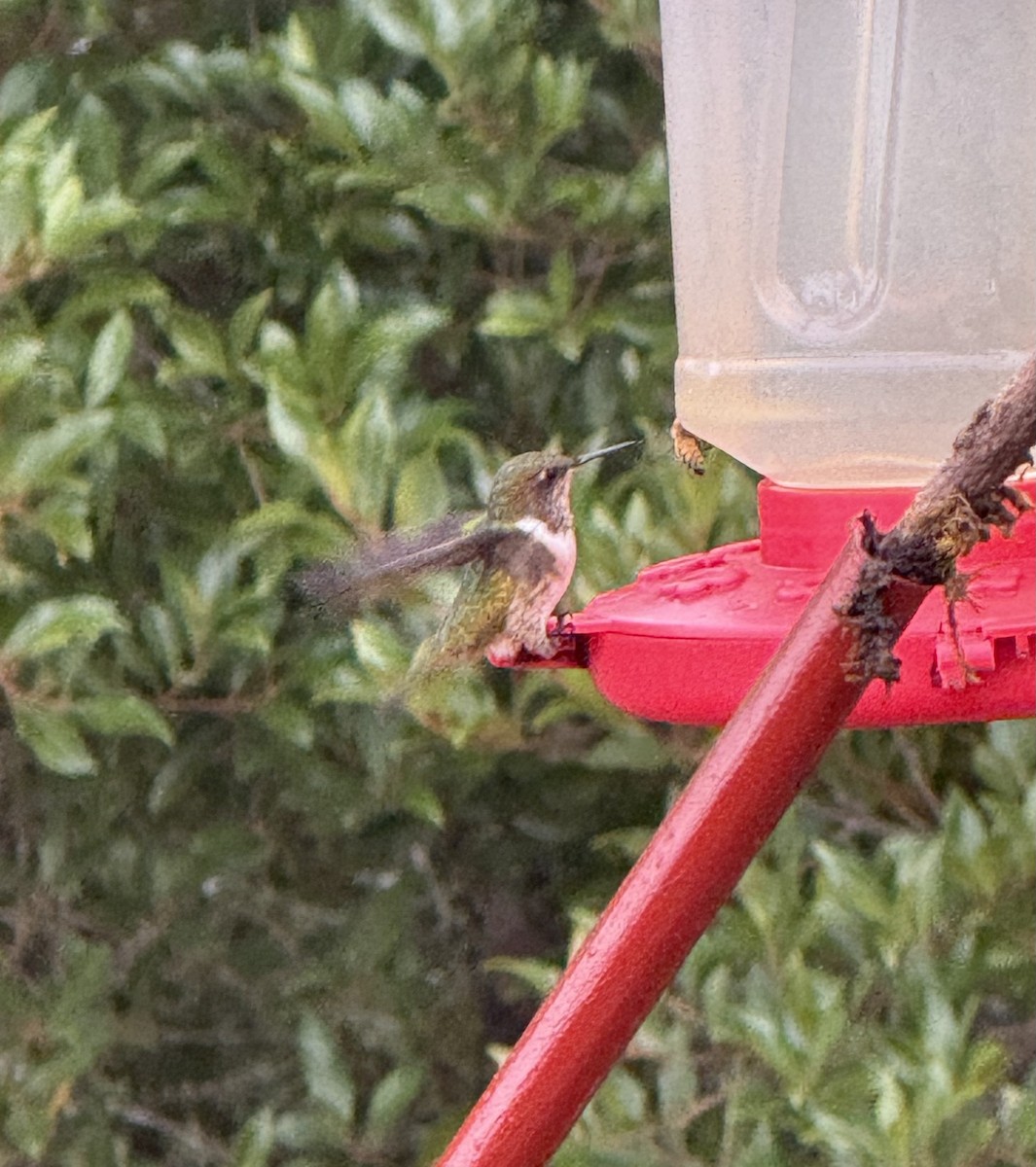 Scintillant Hummingbird - ML637782210