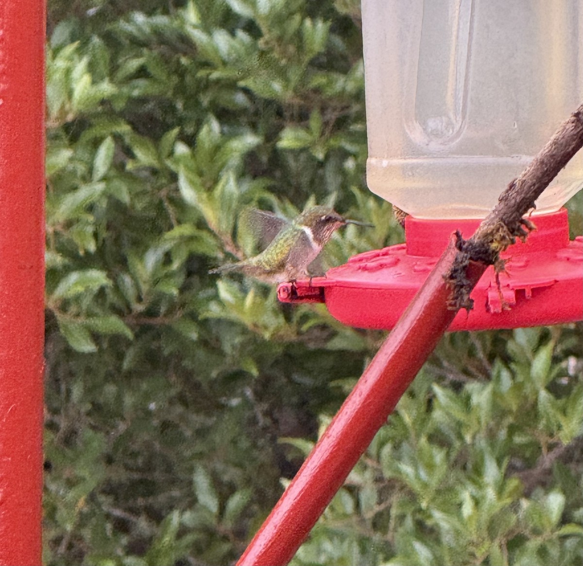 Scintillant Hummingbird - ML637782213