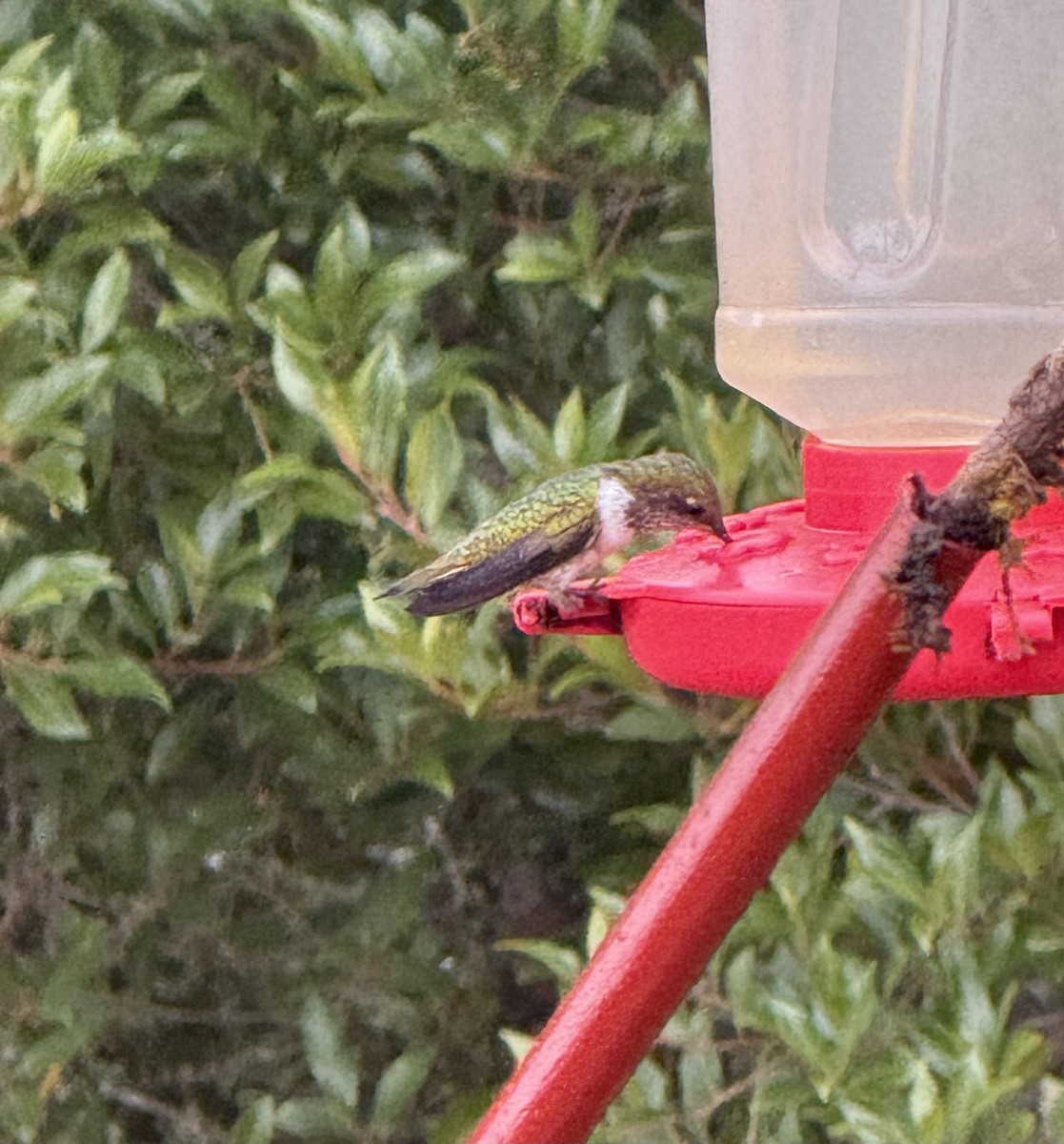 Scintillant Hummingbird - ML637782215