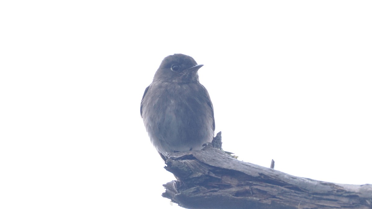 Dark-sided Flycatcher - ML637782217
