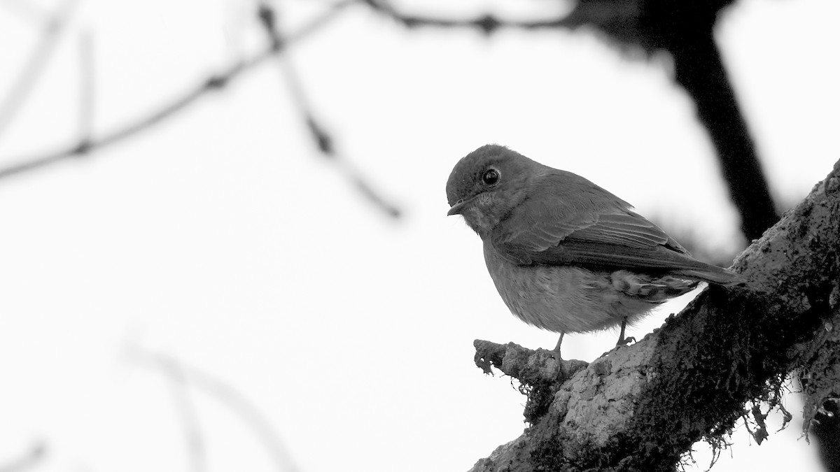 Dark-sided Flycatcher - ML637782218