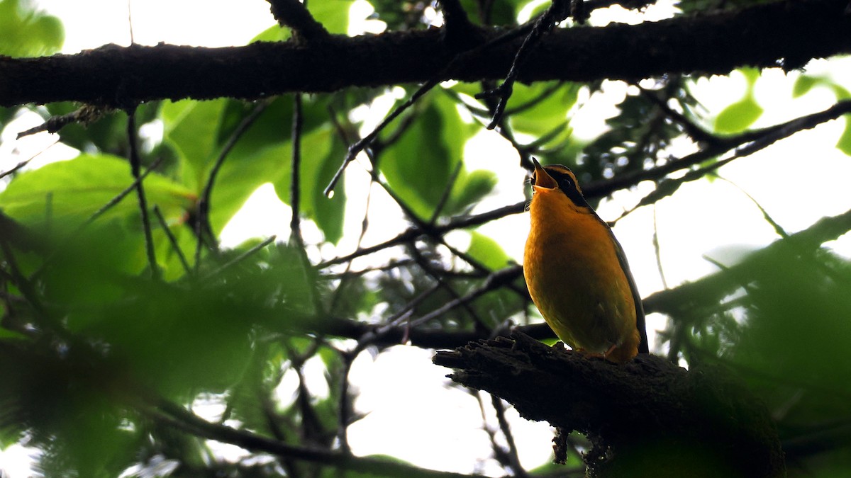 Golden Bush-Robin - ML637782226