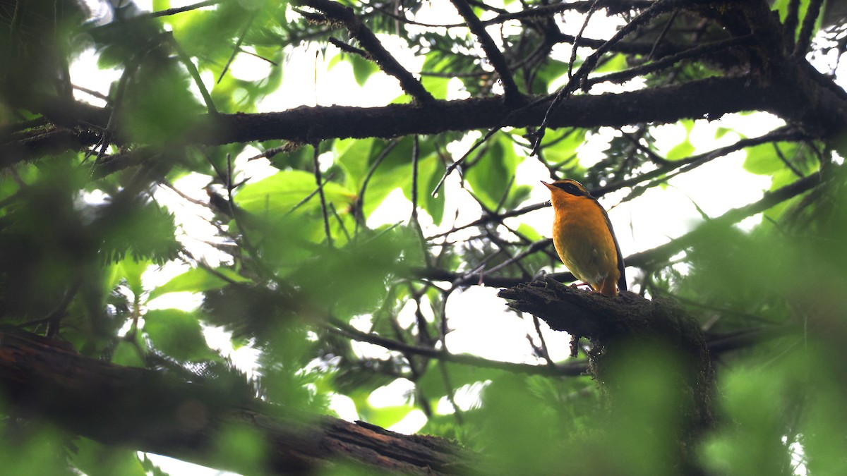 Golden Bush-Robin - ML637782228