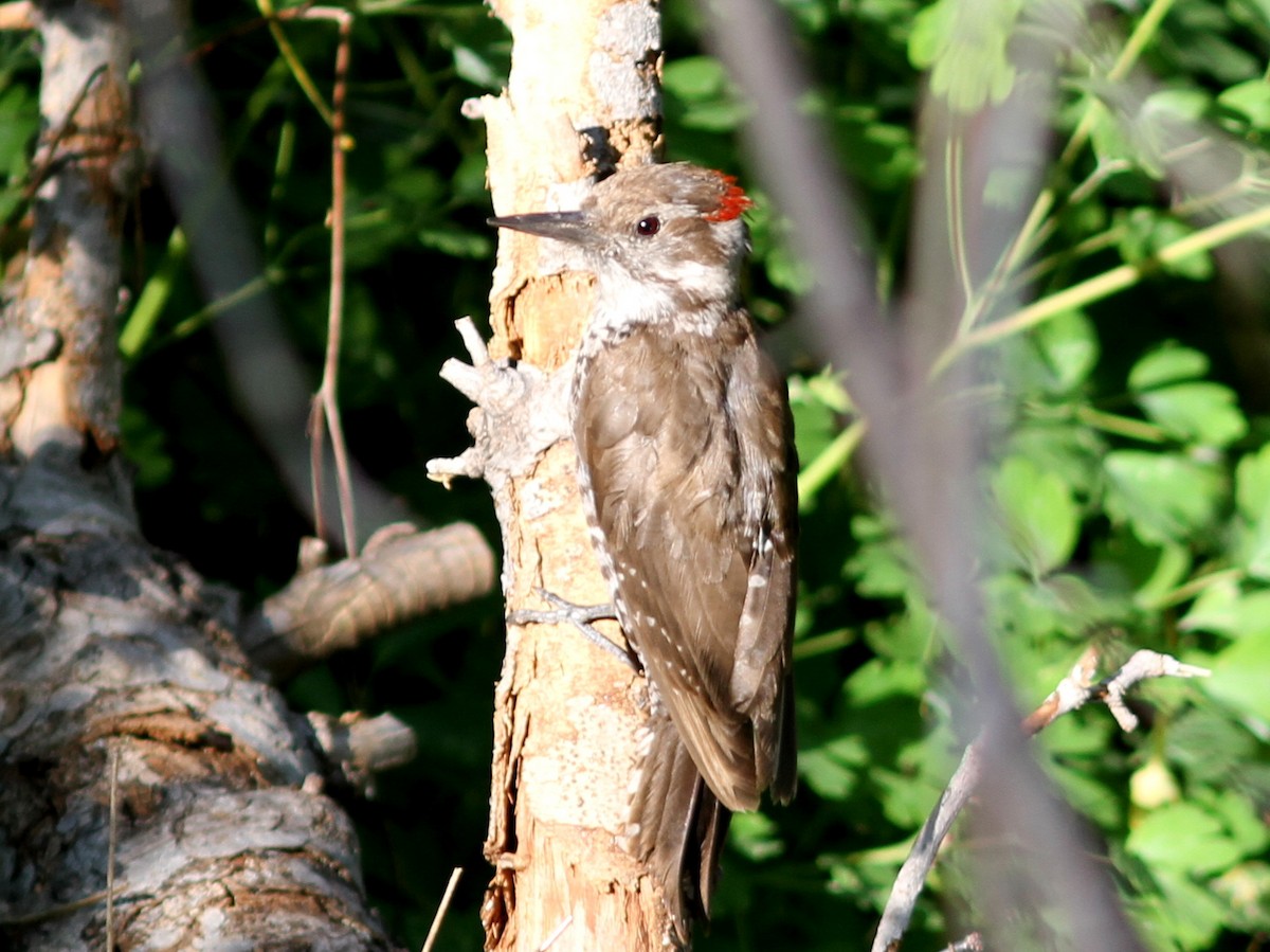 Arizona Woodpecker - ML637782229
