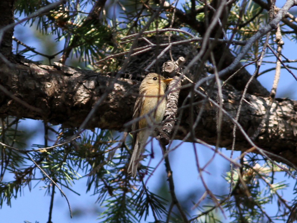 Buff-breasted Flycatcher - ML637782237