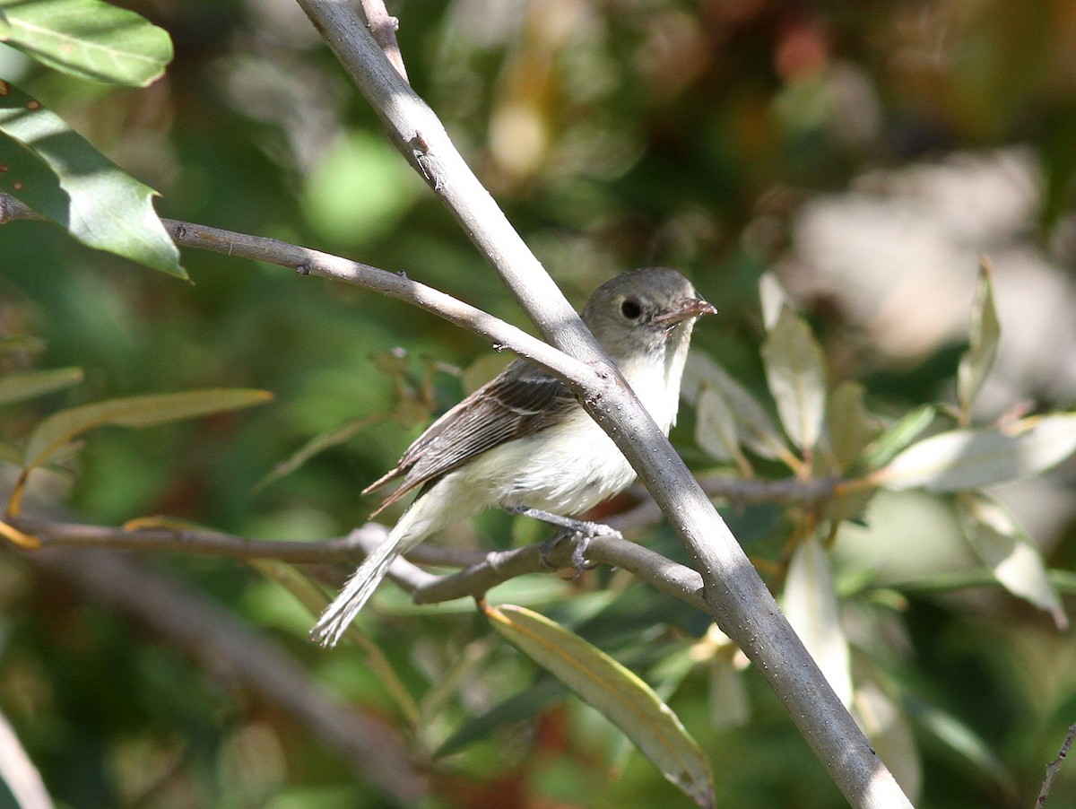 Hutton's Vireo - ML637782271