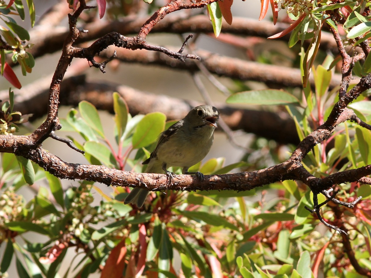 Hutton's Vireo - ML637782272