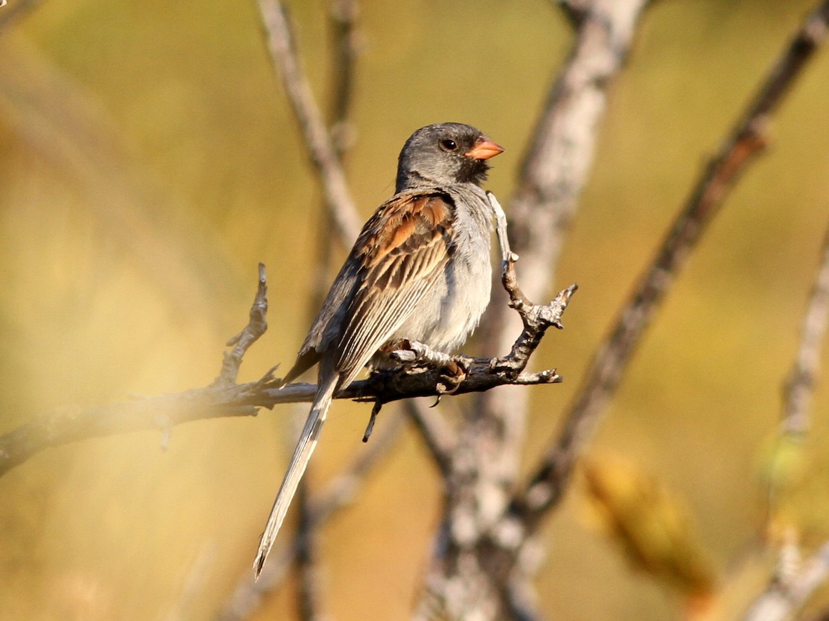 Black-chinned Sparrow - ML637782290