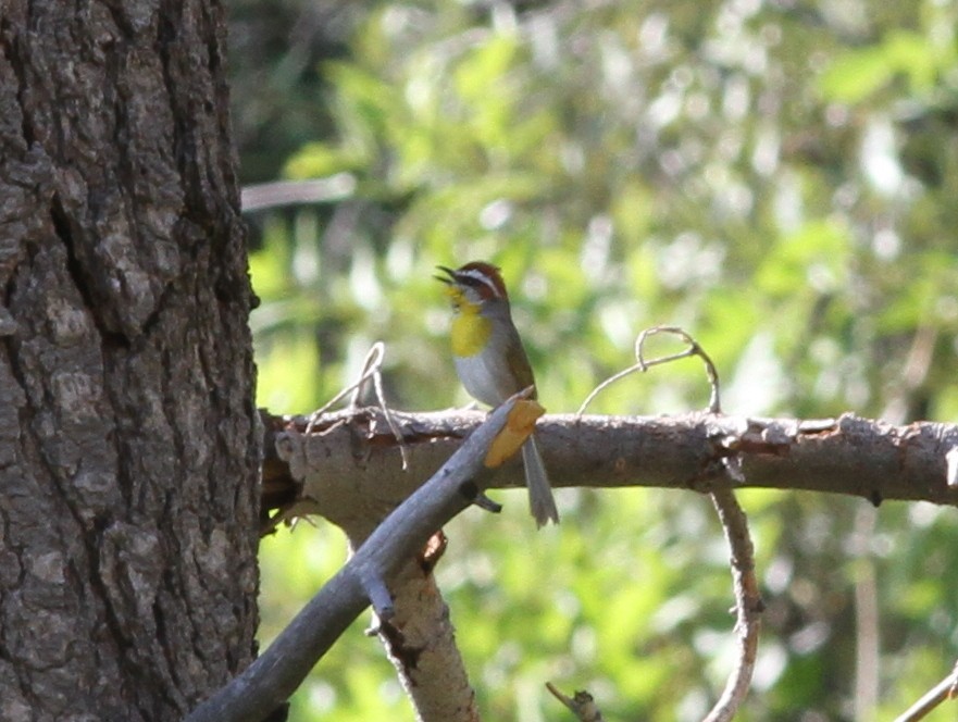 Rufous-capped Warbler - ML637782313