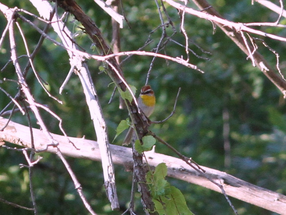 Rufous-capped Warbler - ML637782314