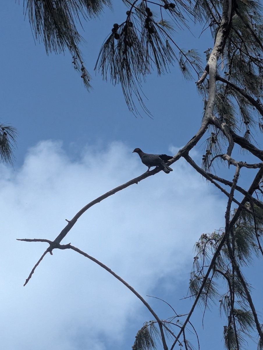 Scaly-naped Pigeon - ML637782364