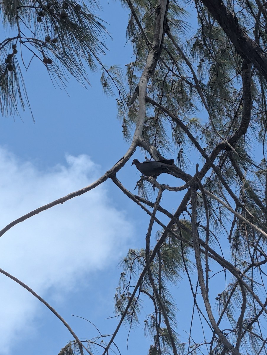 Scaly-naped Pigeon - ML637782369