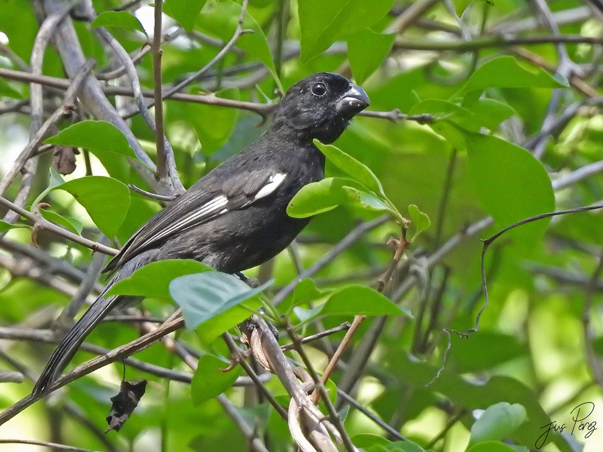 Cuban Bullfinch - ML637782451