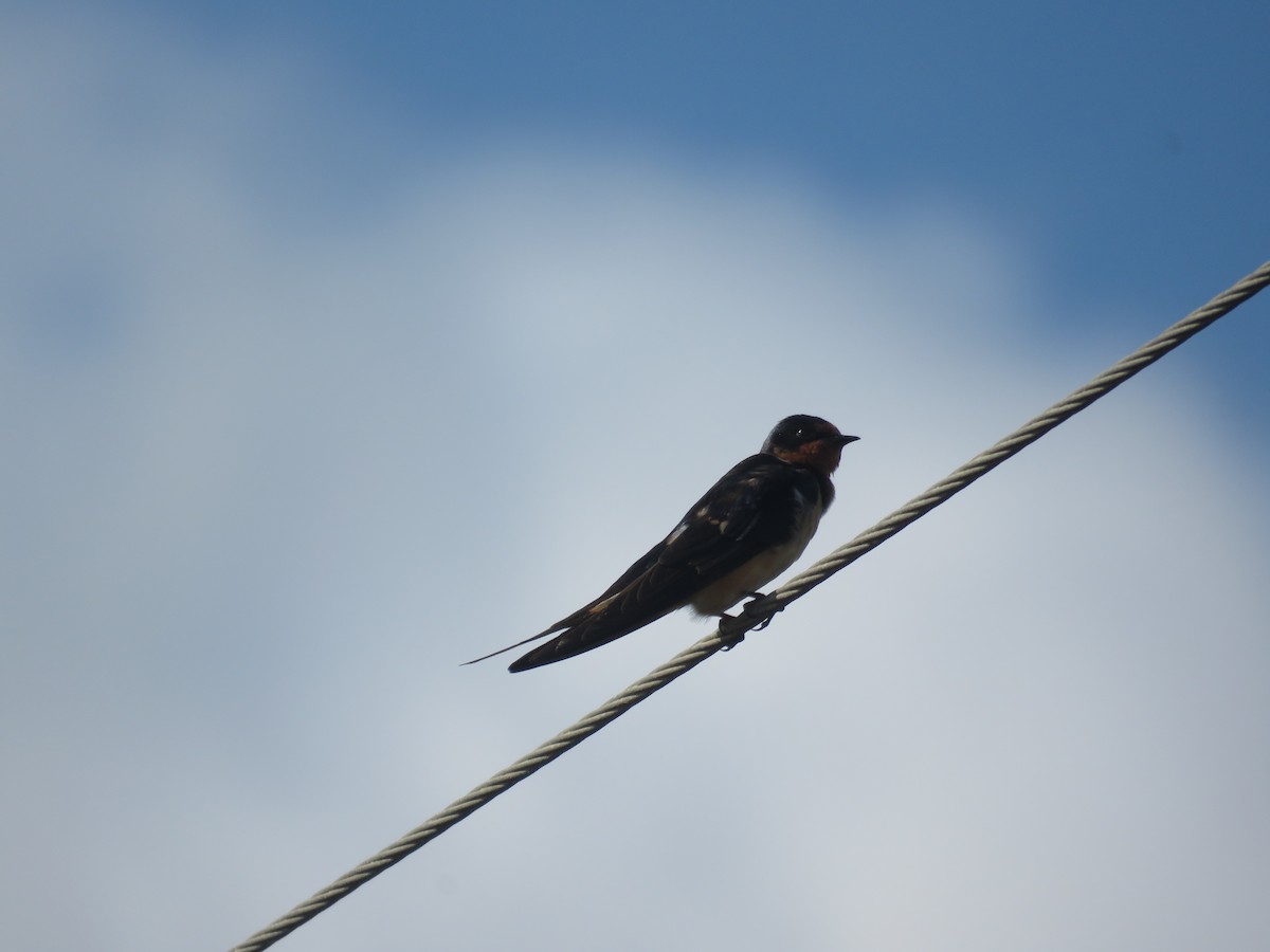 Barn Swallow - ML637782455