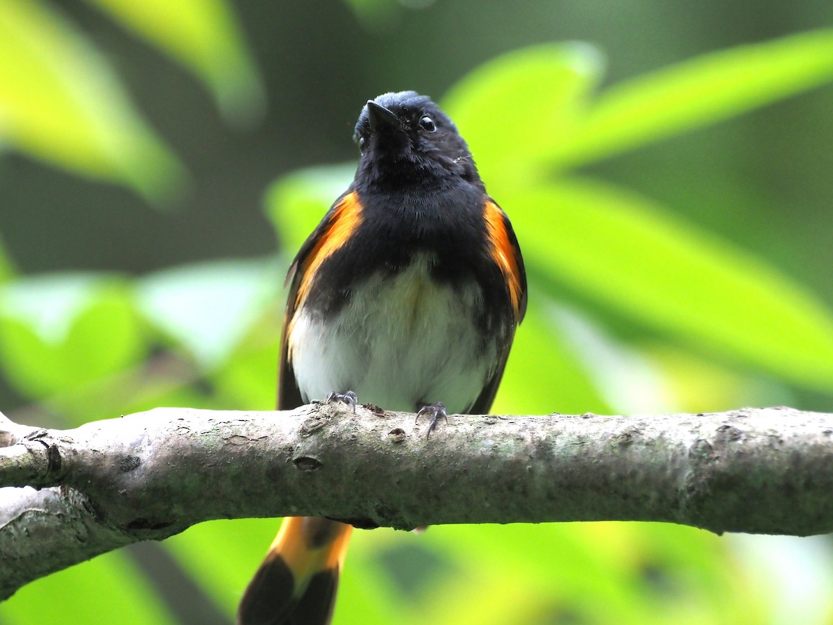 American Redstart - ML637782468