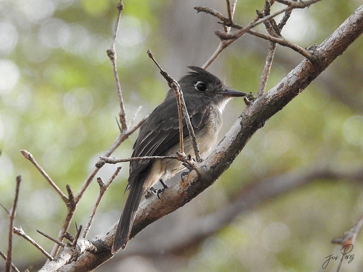 Cuban Pewee - ML637782538