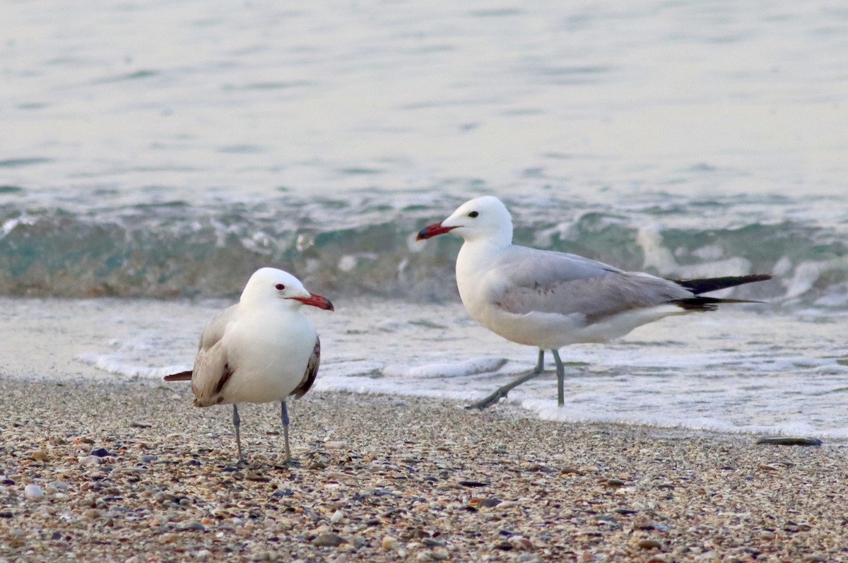 Audouin's Gull - ML637782578