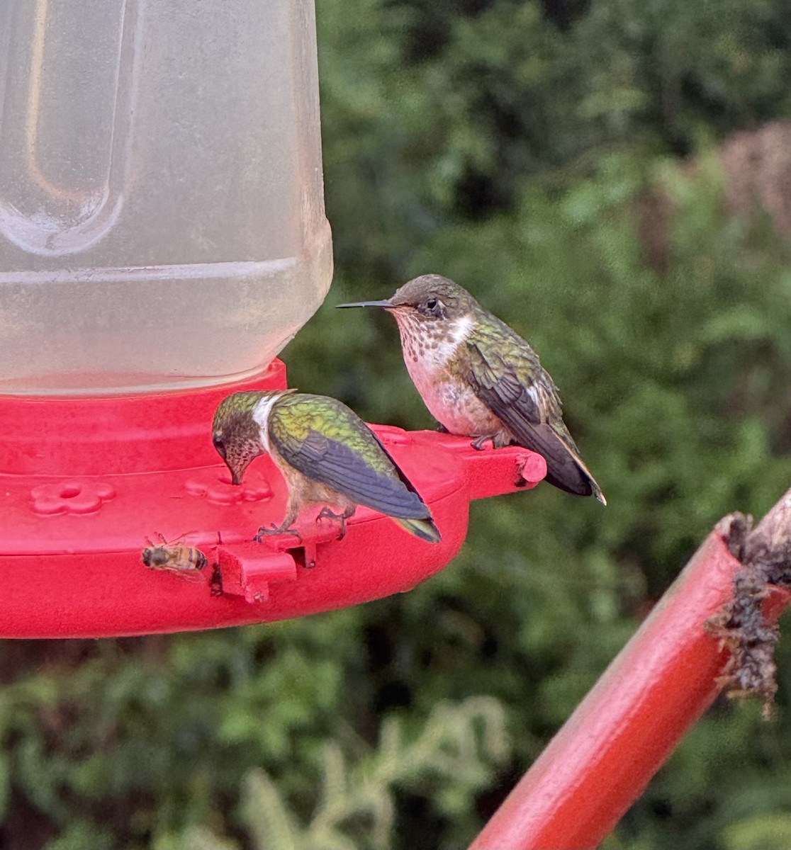 Scintillant Hummingbird - ML637782596