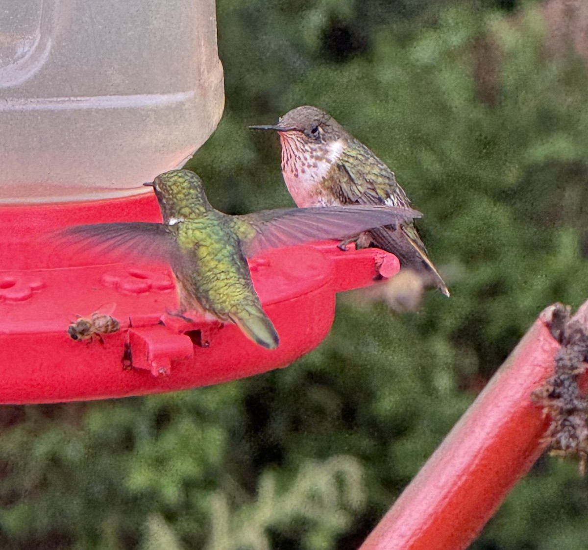 Scintillant Hummingbird - ML637782597
