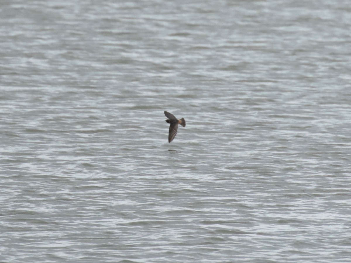 Cliff Swallow - ML637782600