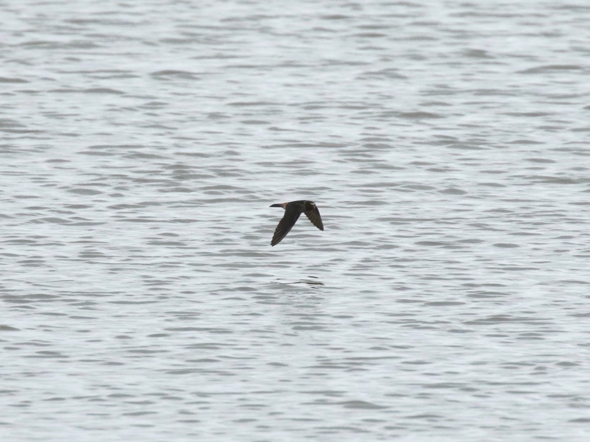 Cliff Swallow - ML637782601