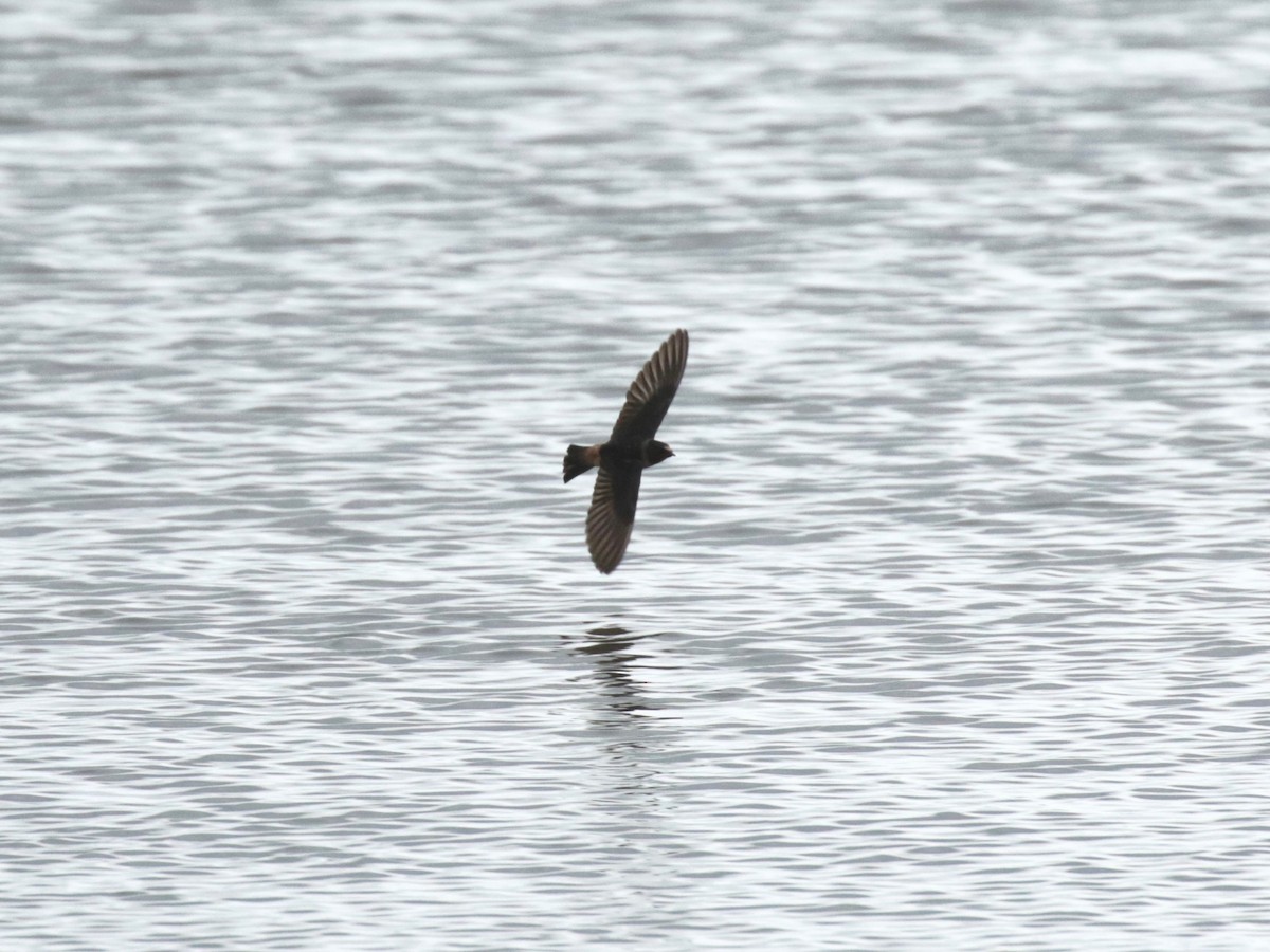 Cliff Swallow - ML637782604