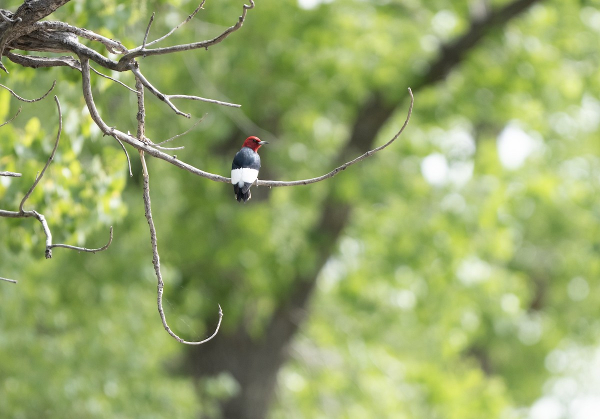 Red-headed Woodpecker - ML637782608