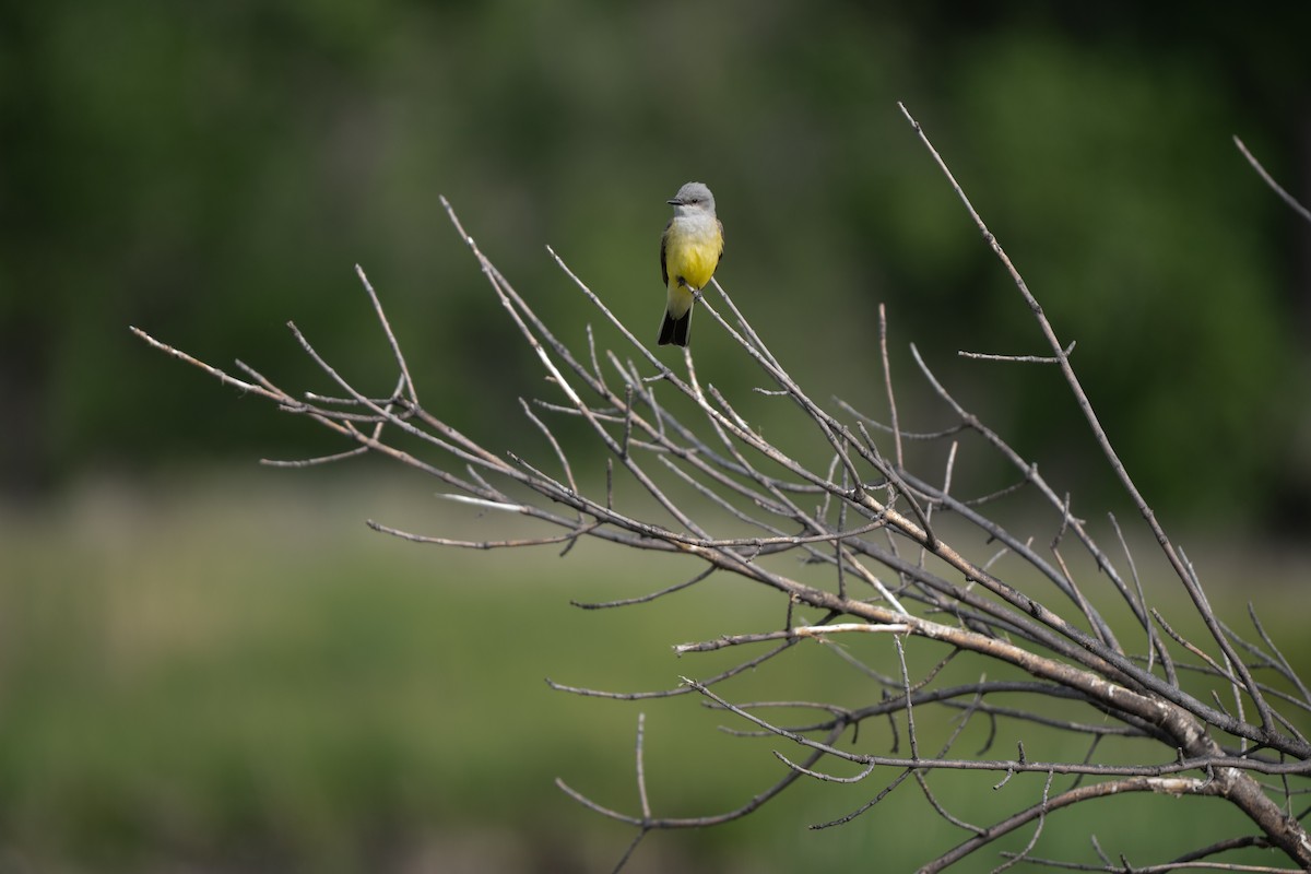 Western Kingbird - ML637782621