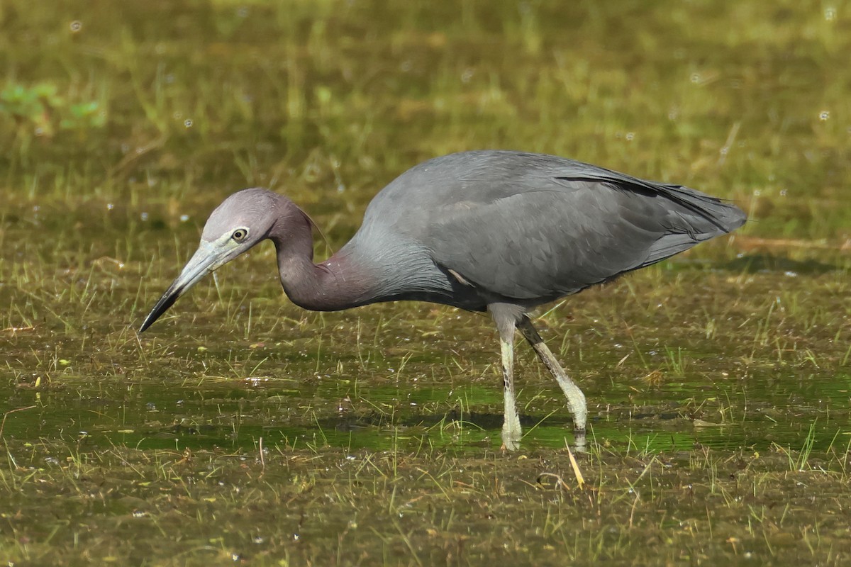 Little Blue Heron - ML637782623