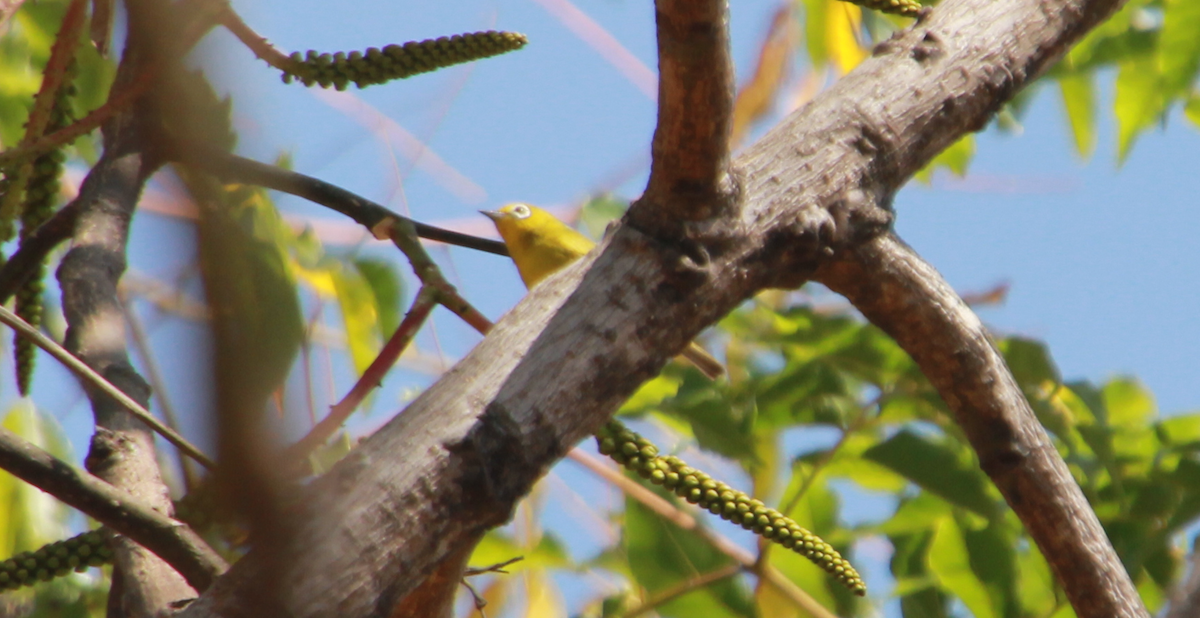 Southern Yellow White-eye - ML637782624