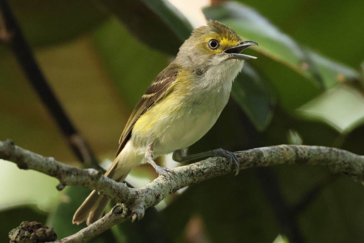 White-eyed Vireo - ML637782625