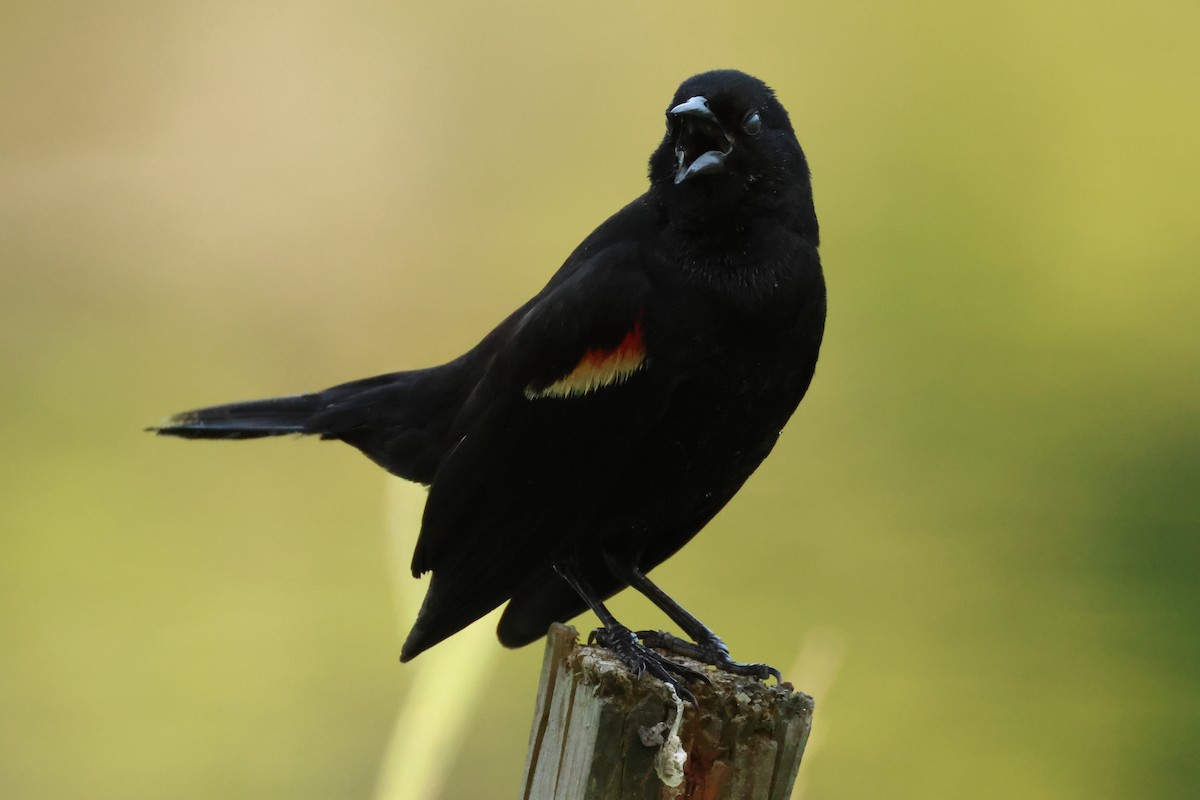 Red-winged Blackbird - ML637782627