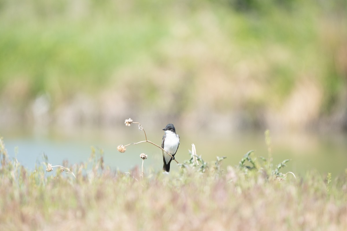 Eastern Kingbird - ML637782629