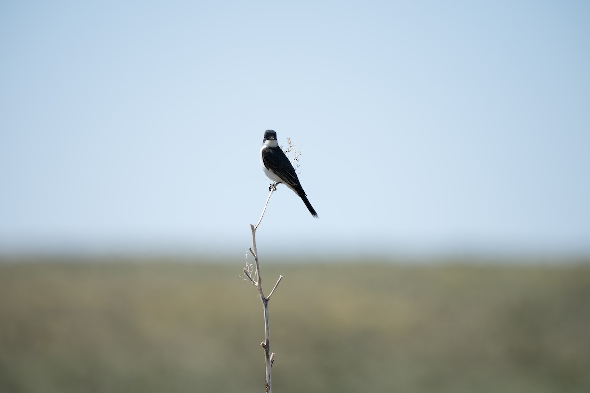 Eastern Kingbird - ML637782630