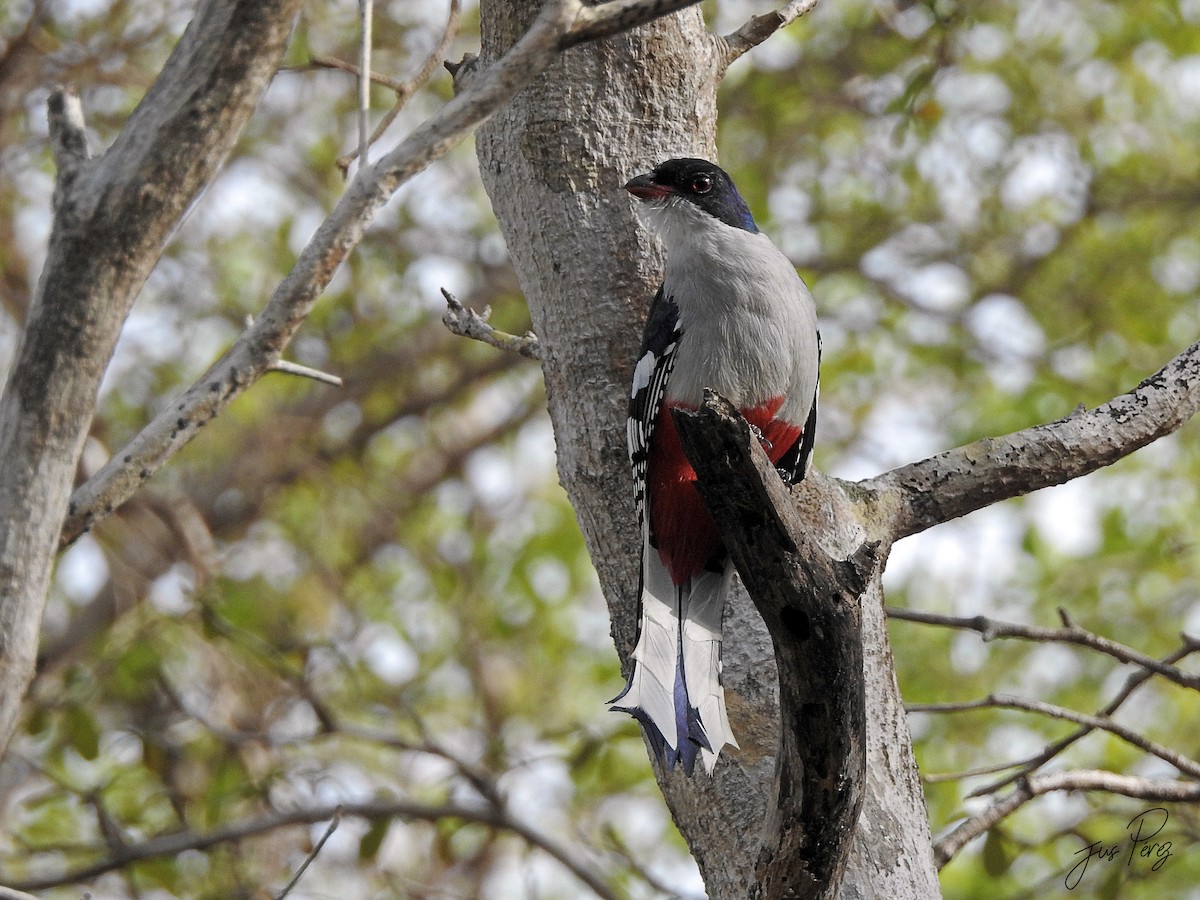 Cuban Trogon - ML637782648