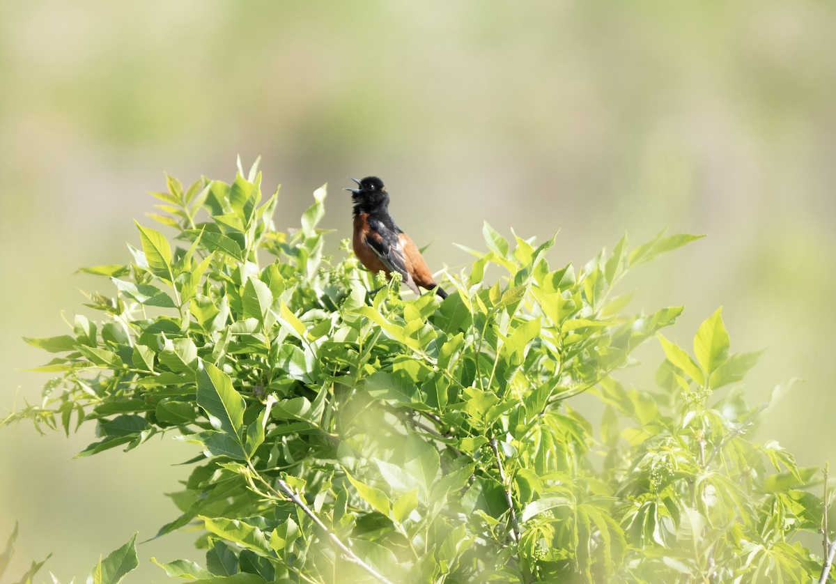 Orchard Oriole - ML637782658