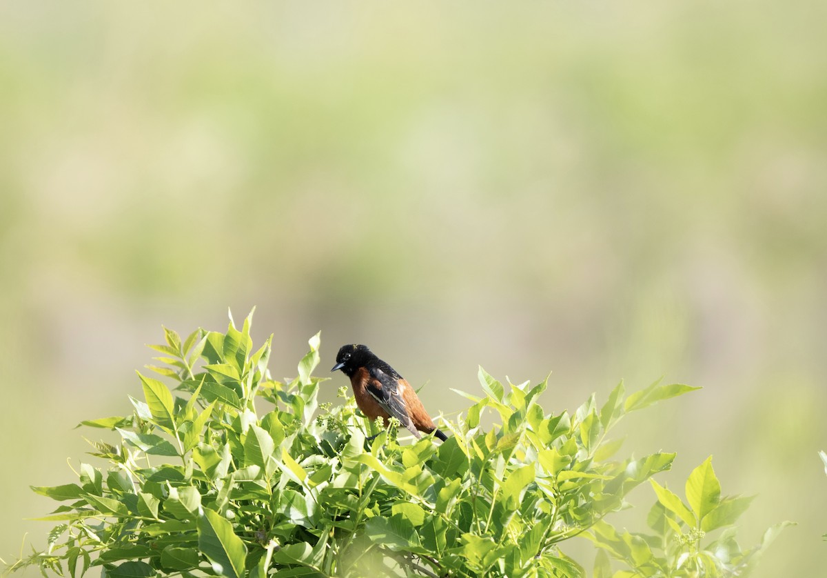 Orchard Oriole - ML637782659
