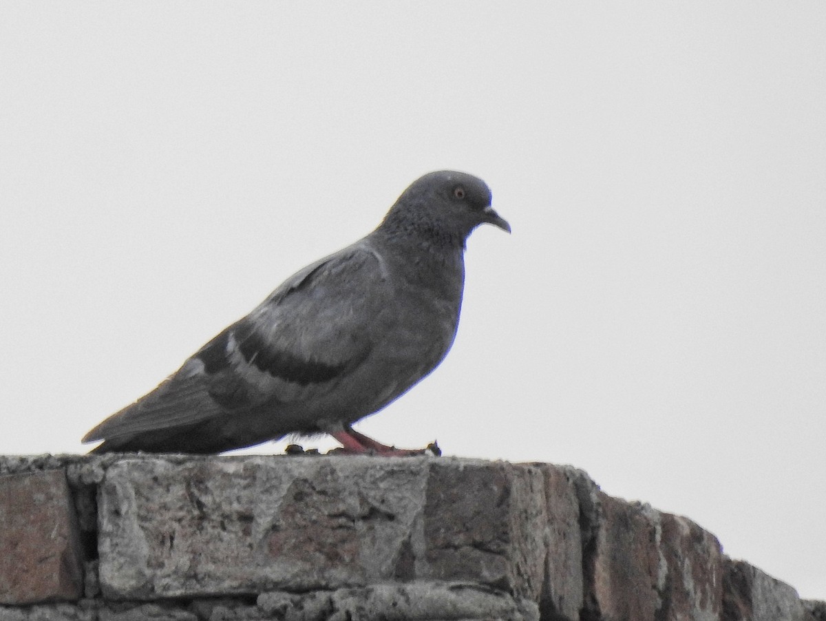 Rock Pigeon (Feral Pigeon) - ML637782673