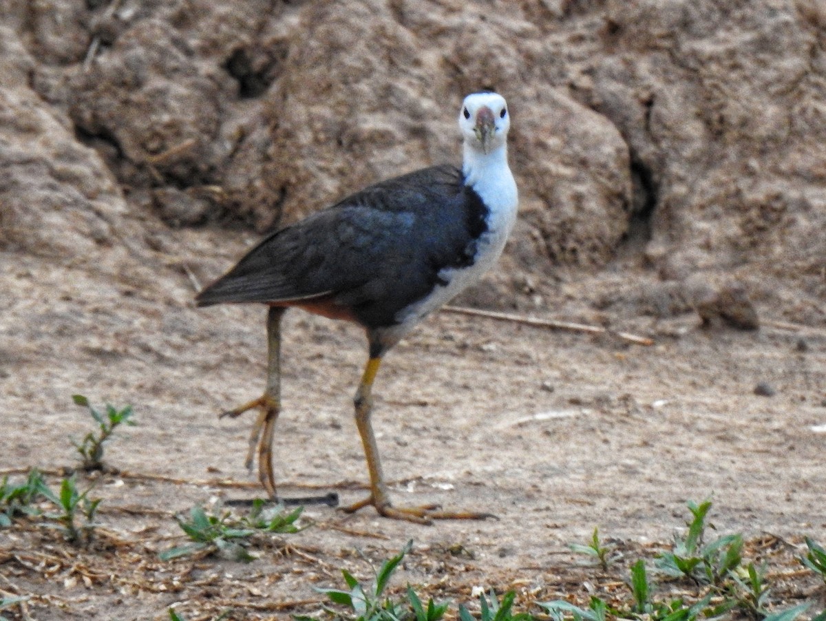 White-breasted Waterhen - ML637782706
