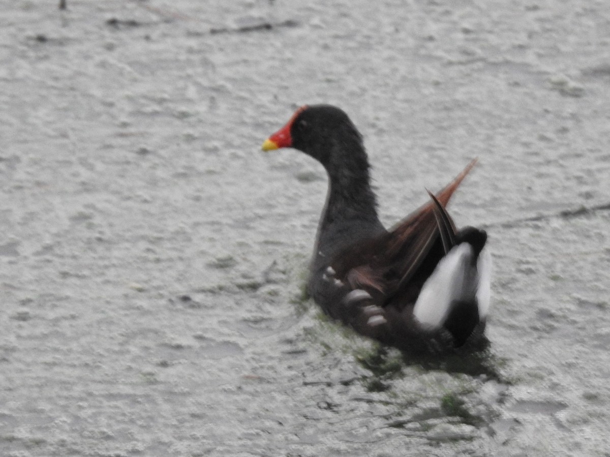 Eurasian Moorhen - ML637782712