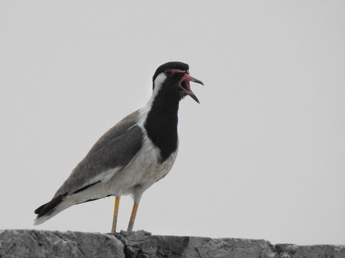 Red-wattled Lapwing - ML637782726