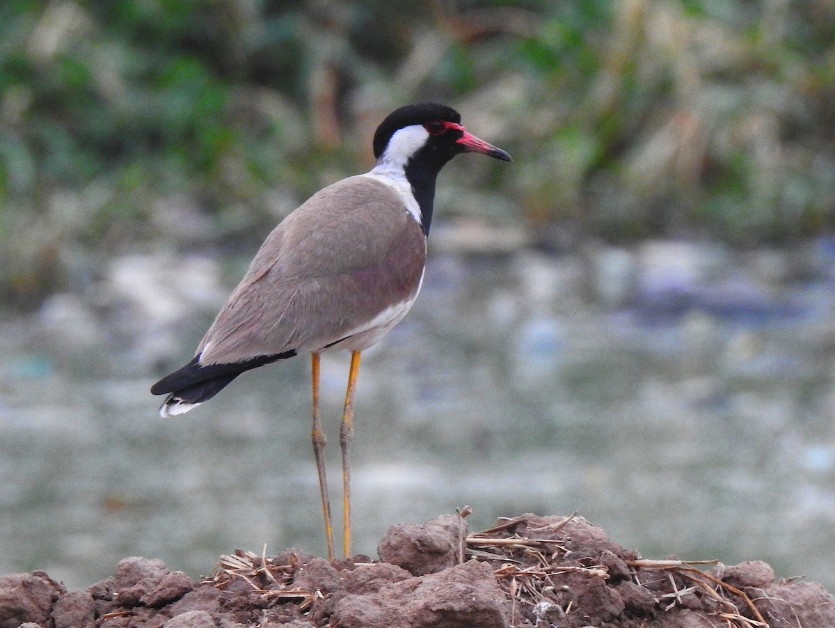 Red-wattled Lapwing - ML637782738