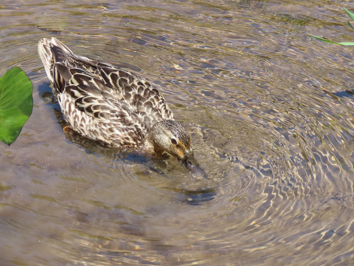 Hawaiian Duck - ML637782753